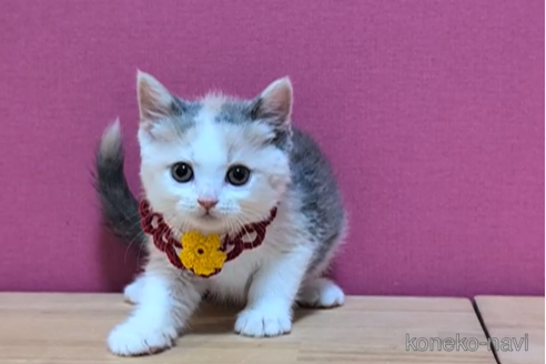 成約済の東京都のスコティッシュフォールド-100113の2枚目